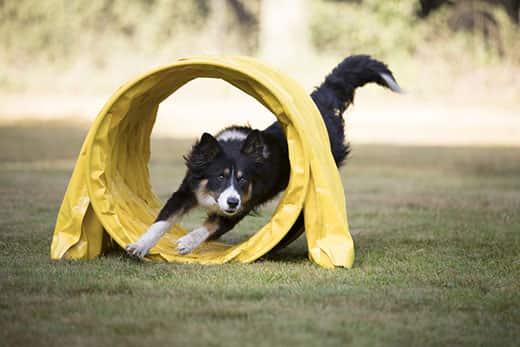 Border collie løber gennem agility-tunnel