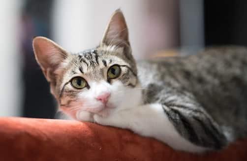 afslappet kat på ryggen af sofa