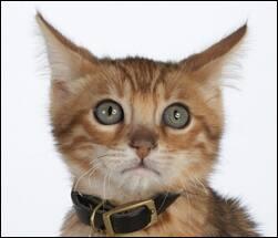 Kat, der er bange for torden og fyrværkeri