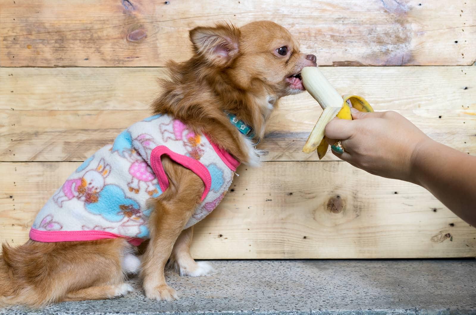Brun, langhåret chihuahua i pink sweater spiser en banan fra et menneskes hånd.