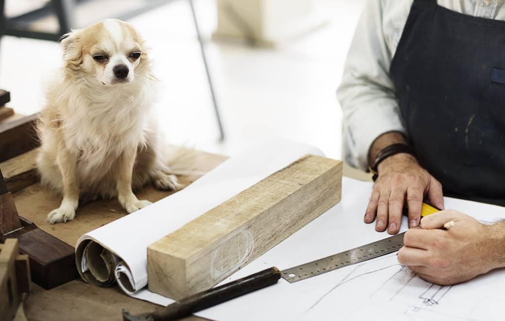 chihuahua-overseeing-carpenter-measuring-SW Chihuahua overseeing carpenter drafting plans