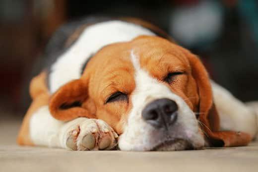 Close-up of a beagle sleeping.