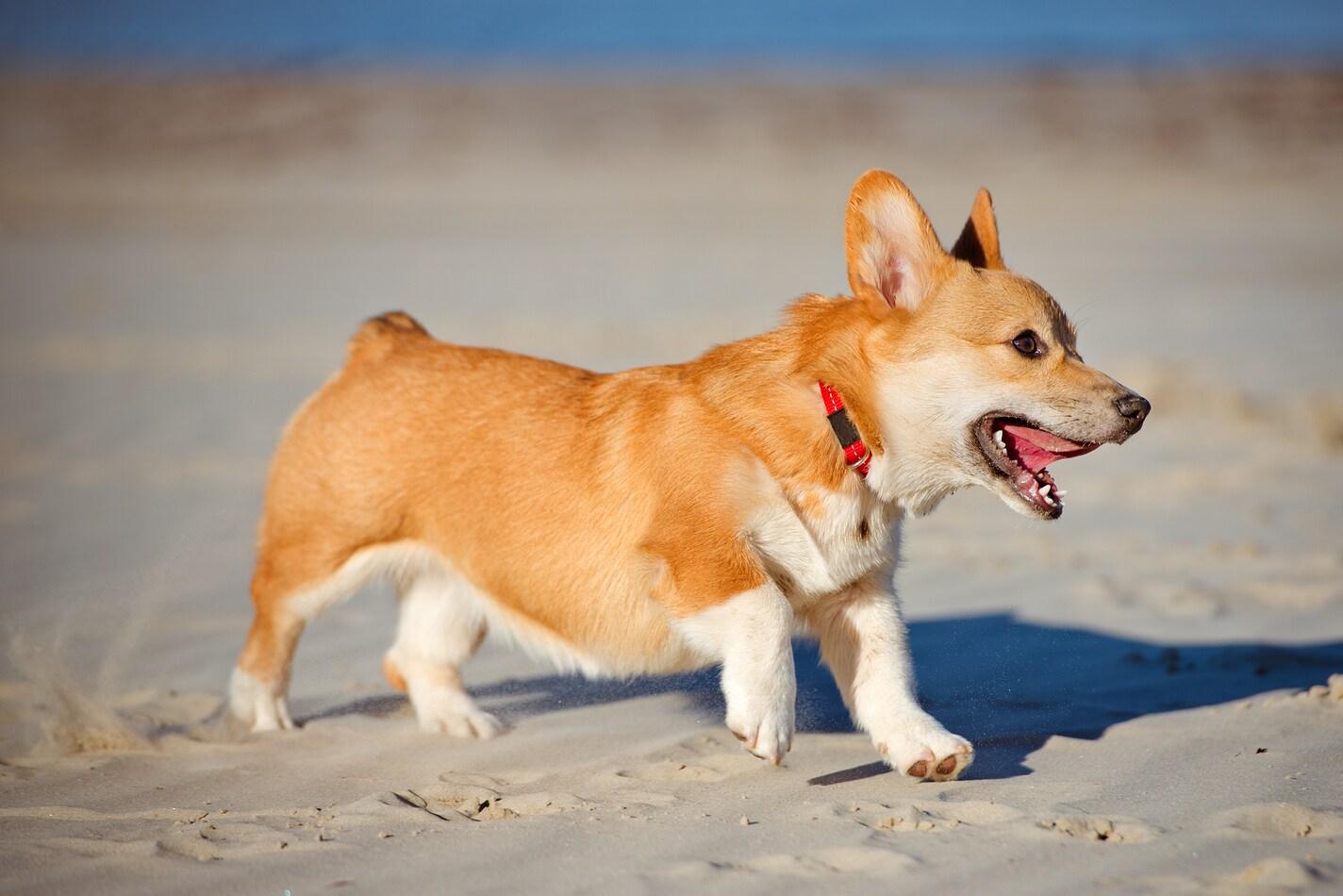 Welsh corgi pembroke-hvalp på stranden