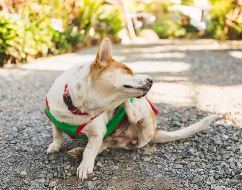 corgi-kradser-øret-i-grøn-sweater-SW Corgi i grøn sweater kradser sit øre.