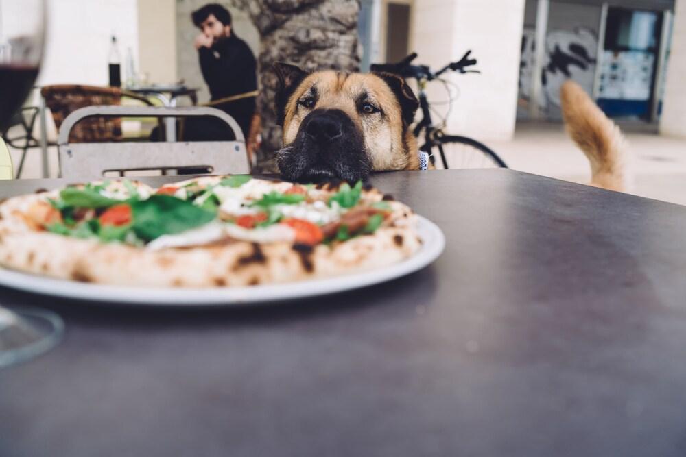 Sjovt og kærligt kæledyr står og ser sulten ud ved et bord med en lækker pizza og venter på at få noget mad. Sød hund kigger på lækkert italiensk mozzarella-ost og basilikum på terrasse i restaurant