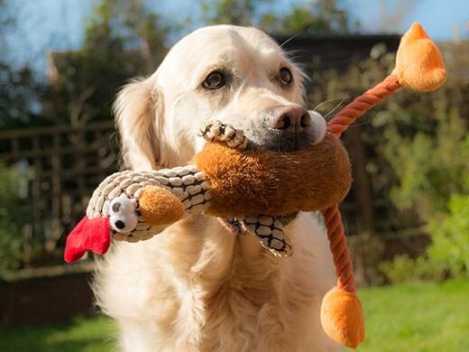 golden-retriever-with-turkey-dog-toy-SW A happy dog holding a soft toy
