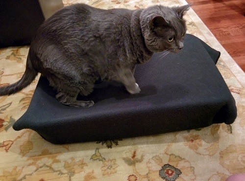 Gray cat walking on cat hammock made with black blanket.