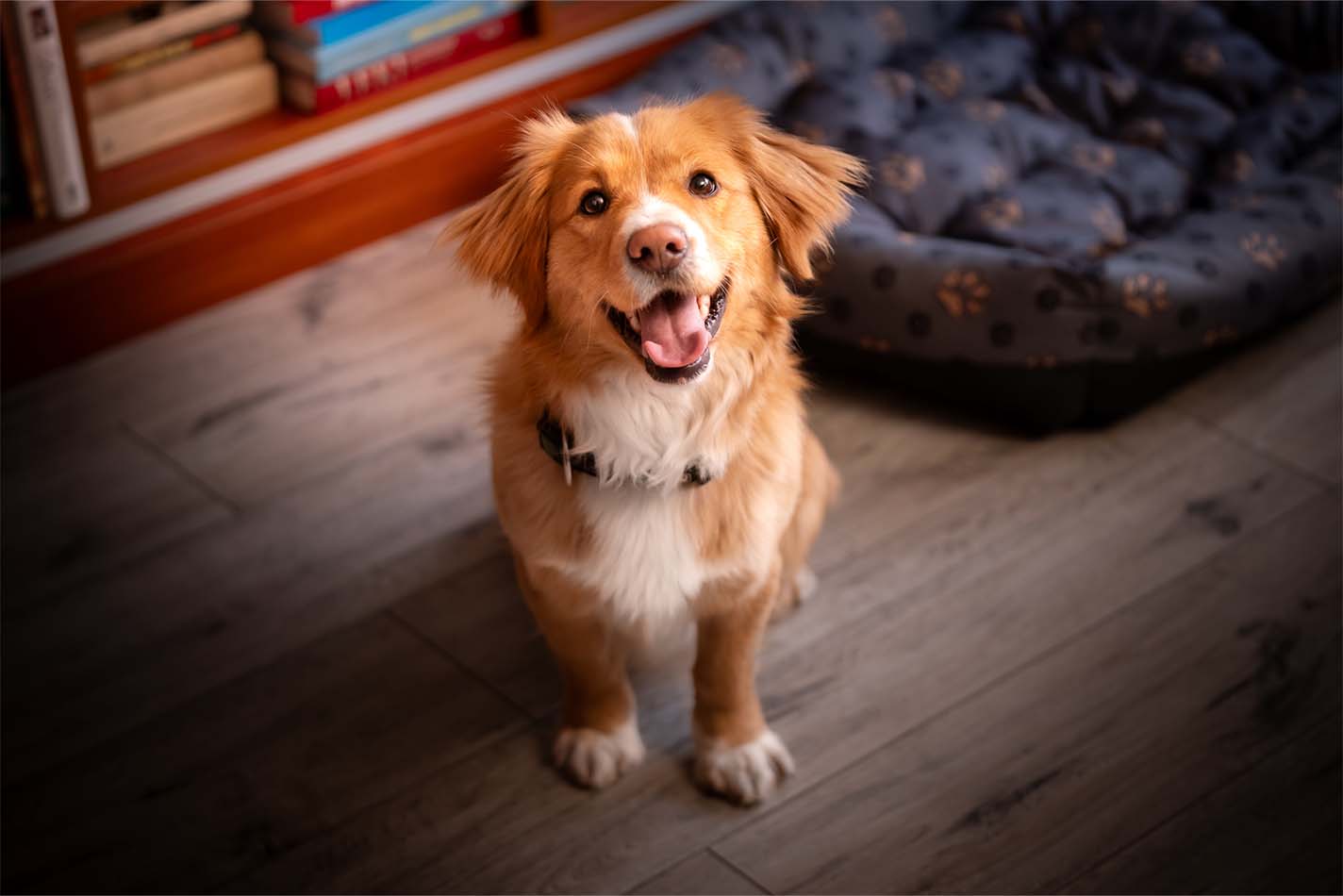 En brun og hvid langhåret hund, der står foran en hundeseng og kigger op En brun og hvid langhåret hund, der står foran en hundeseng og kigger op