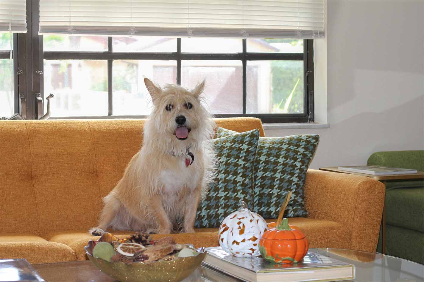 En pjusket hvid hund, der sidder på en orange sofa foran et sofabord med halloween-græskar En pjusket hvid hund, der sidder på en orange sofa foran et sofabord med halloween-græskar