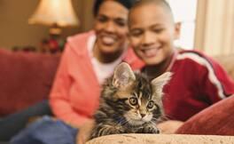 Your Cat's First Month at Home