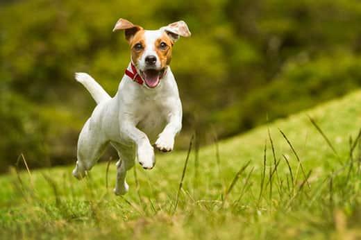 Jack Russell Parson dog runs in a field of grass.