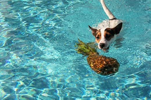 Jack Russell Terrier svømmer over mod ananas i pool.