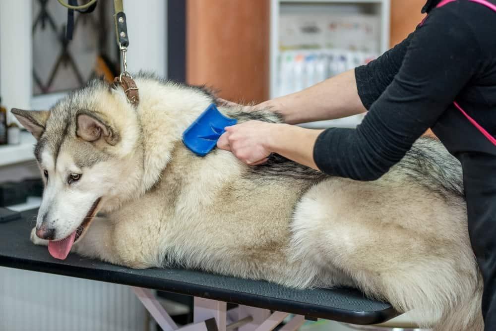 Malamute modtager pleje i en professionel hundesalon