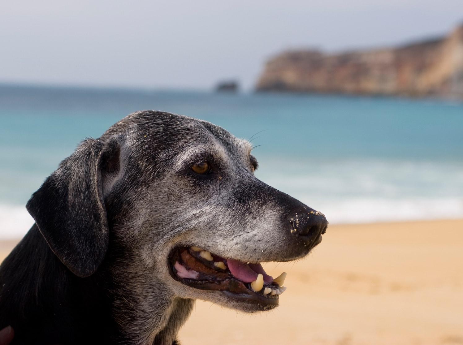 Ældre sort hund med grå snude sidder på stranden, havet er i baggrunden.