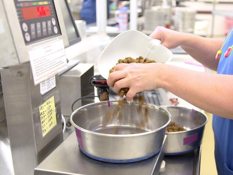 Dyrlæge og veterinærtekniker hælder mad fra ske ned i en skål.