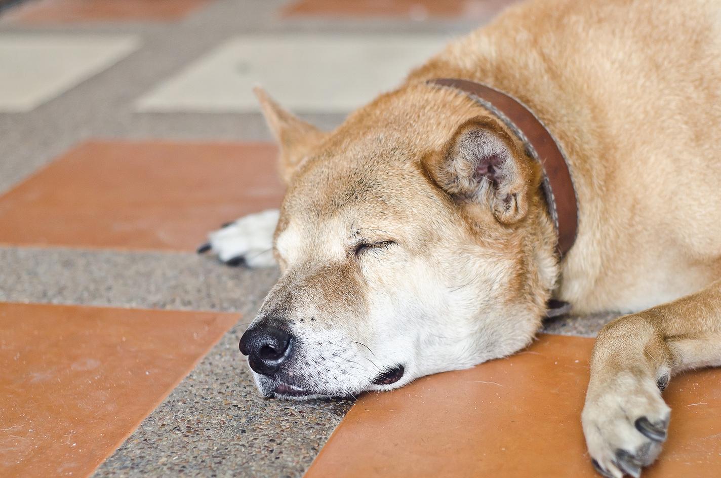 Shiba Inu sover på et orange og gråt flisegulv