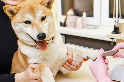 A beautician treats Shibu Inu dogs nails with a nail file