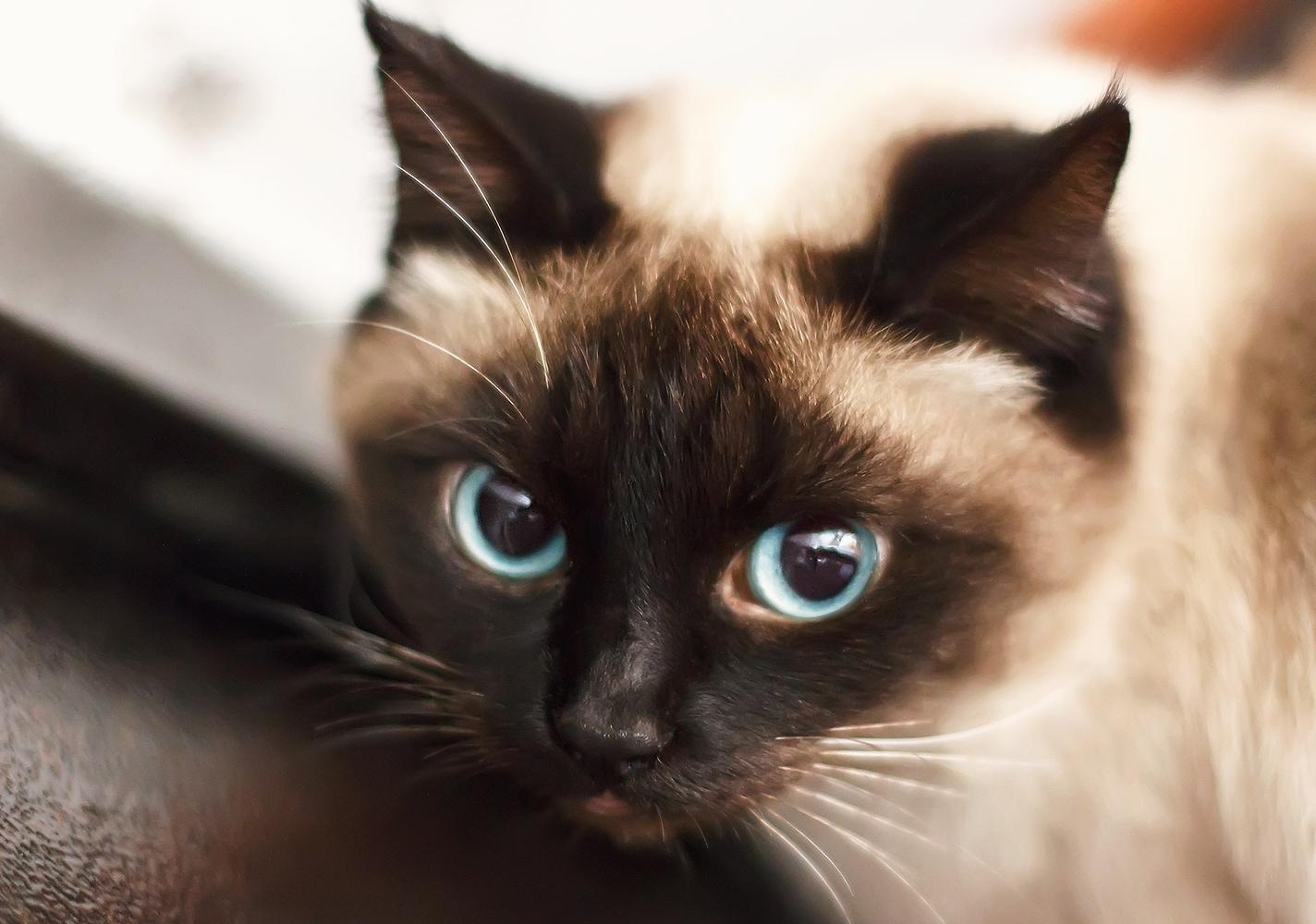 Siameserkilling med blå øjne.