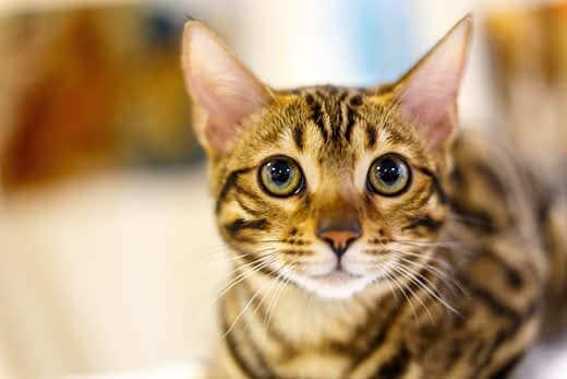 Tynd stribet kat med store gule øjne.