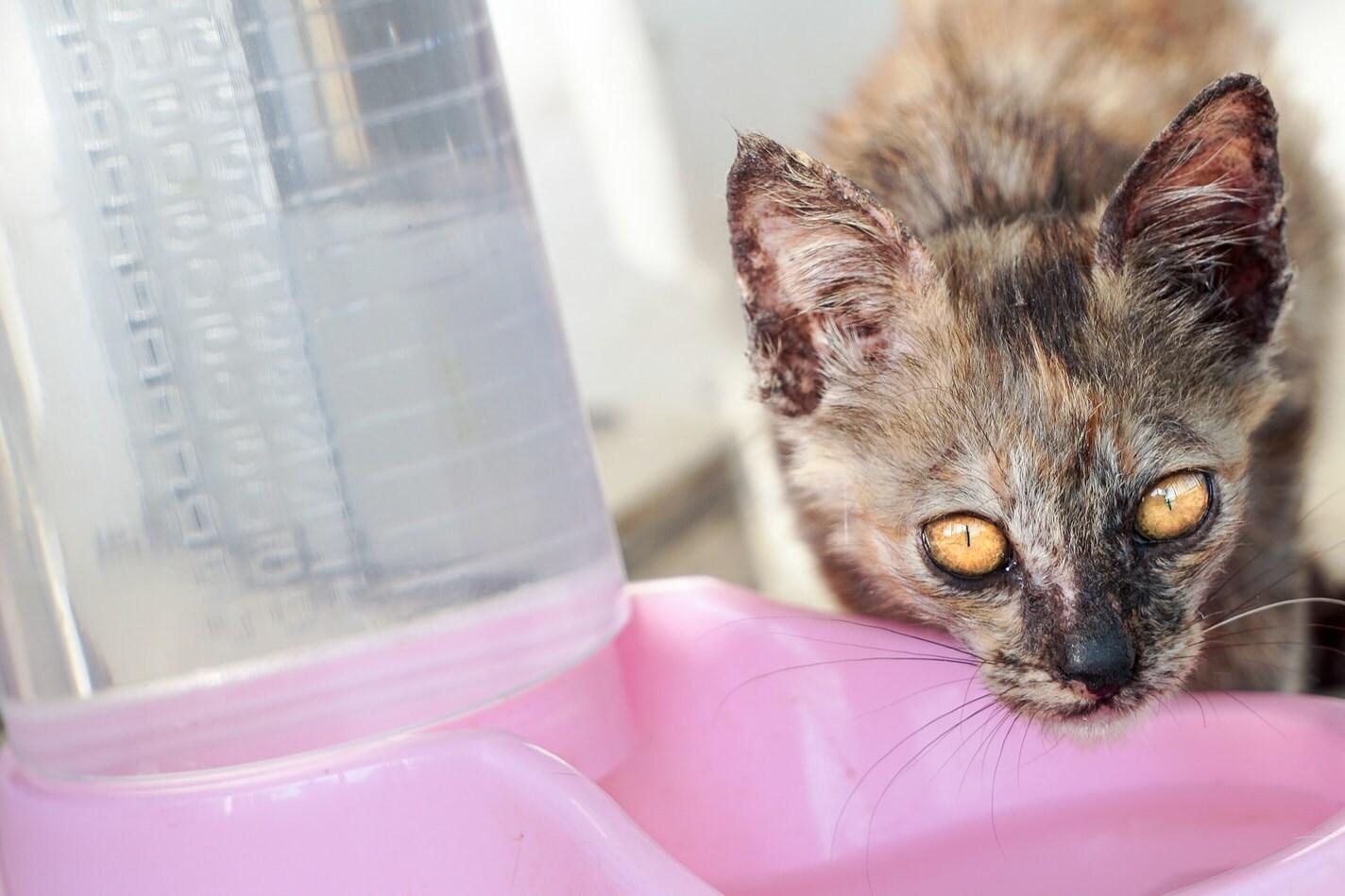 Plettet kat drikker fra en lyserød vandskål