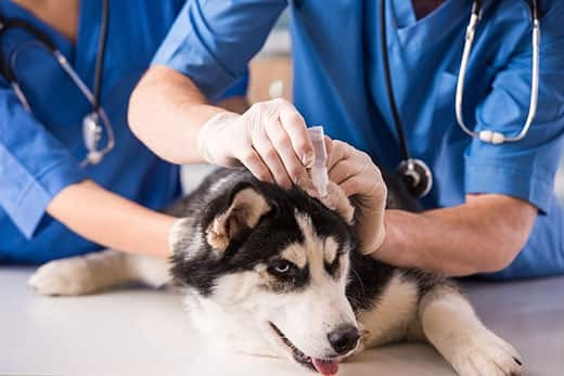 dyrlæger-giver-husky-øre-medicin Dyrlæger giver en husky øredråber, mens de sidder på laboratoriebordet.