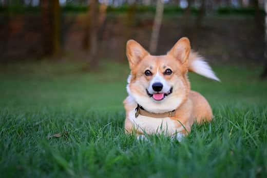 welsh-pembroke-corgi-leger-i-græs-SW Smilende welsh corgi pembroke ligger ned i det grønne græs