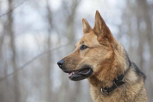 Ung hunschæfer i skoven på en overskyet forårsdag Young female German shepherd in the woods on a cloudy spring day