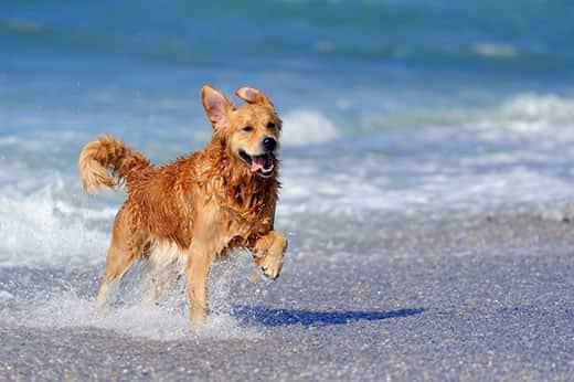 Ung golden retriever løber på stranden