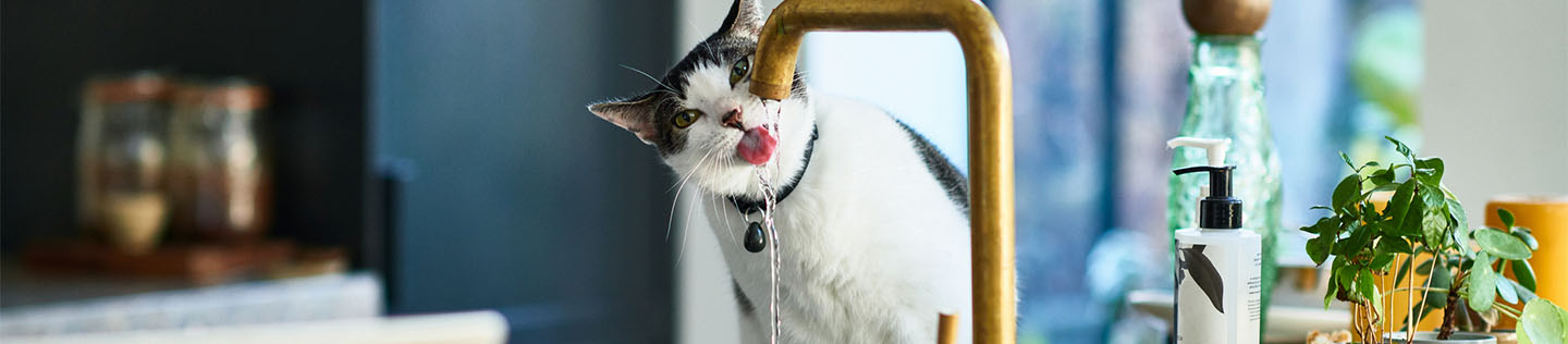 En tofarvet hvid og tabby-kat sidder på køkkenbordet og drikker vand fra vandhanen
