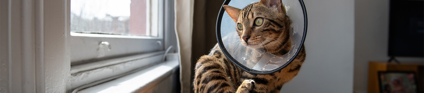 En tabby-kat med en beskyttende krave sidder på et bord og kigger ud ad vinduet, mens den løfter et bagben