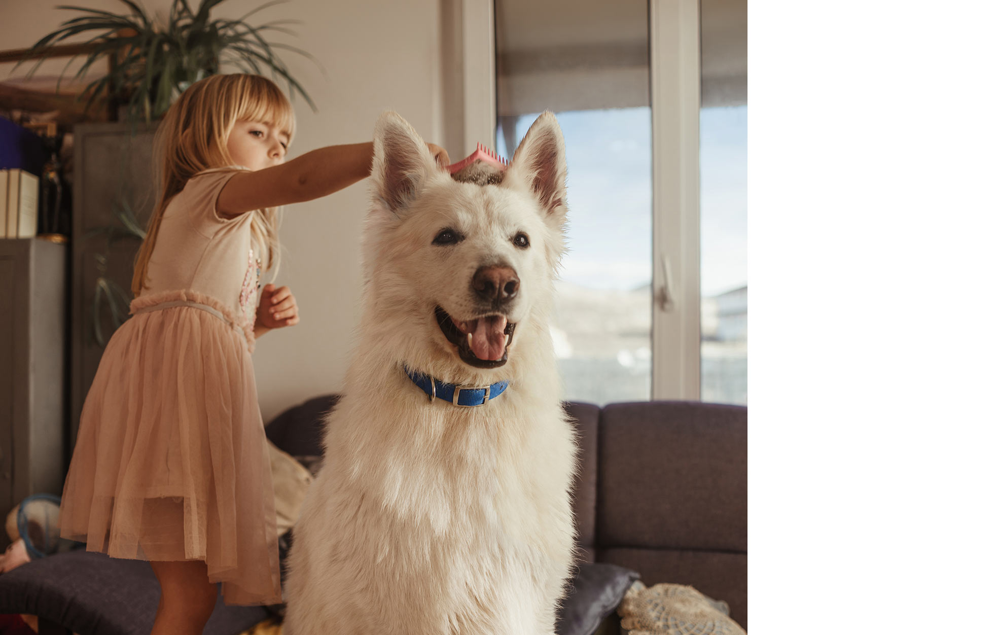 En lille pige, der forsigtigt børster en stor hvid hund på en sofa derhjemme.