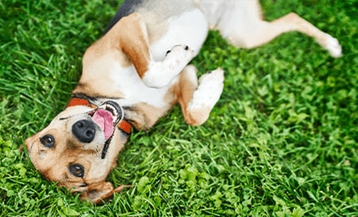 Dog lying on the grass