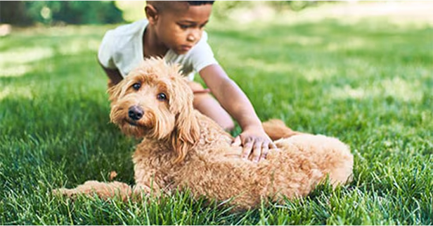 A small kid is petting a dog sitting in the grass
