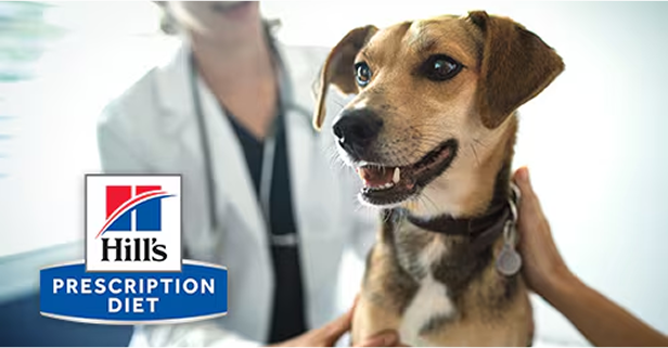 Brun hund med en dreng på græs