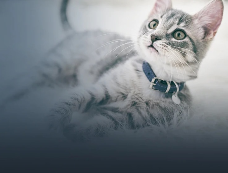 En hvid og sort killing ligger ned med hovedet oppe