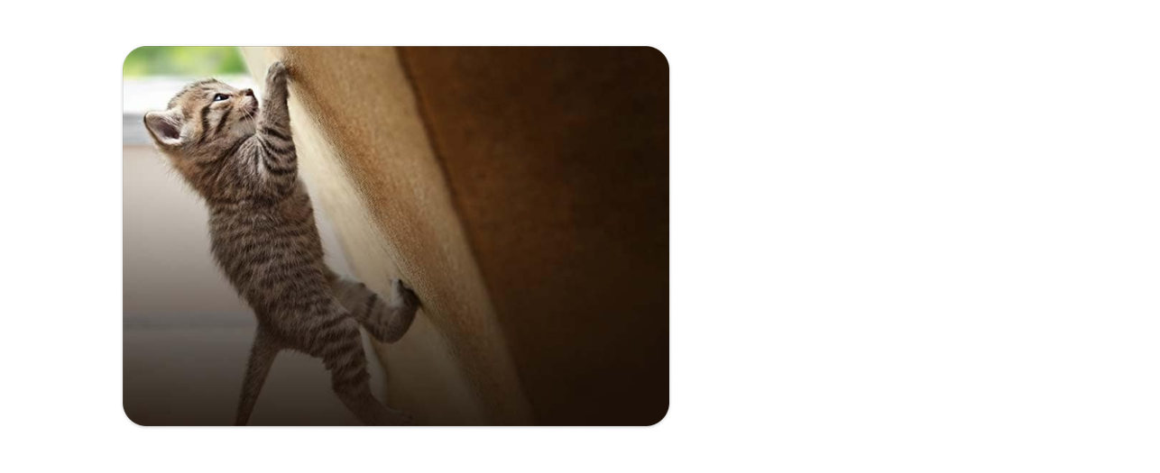 grå killing som kravler op ad en sofa