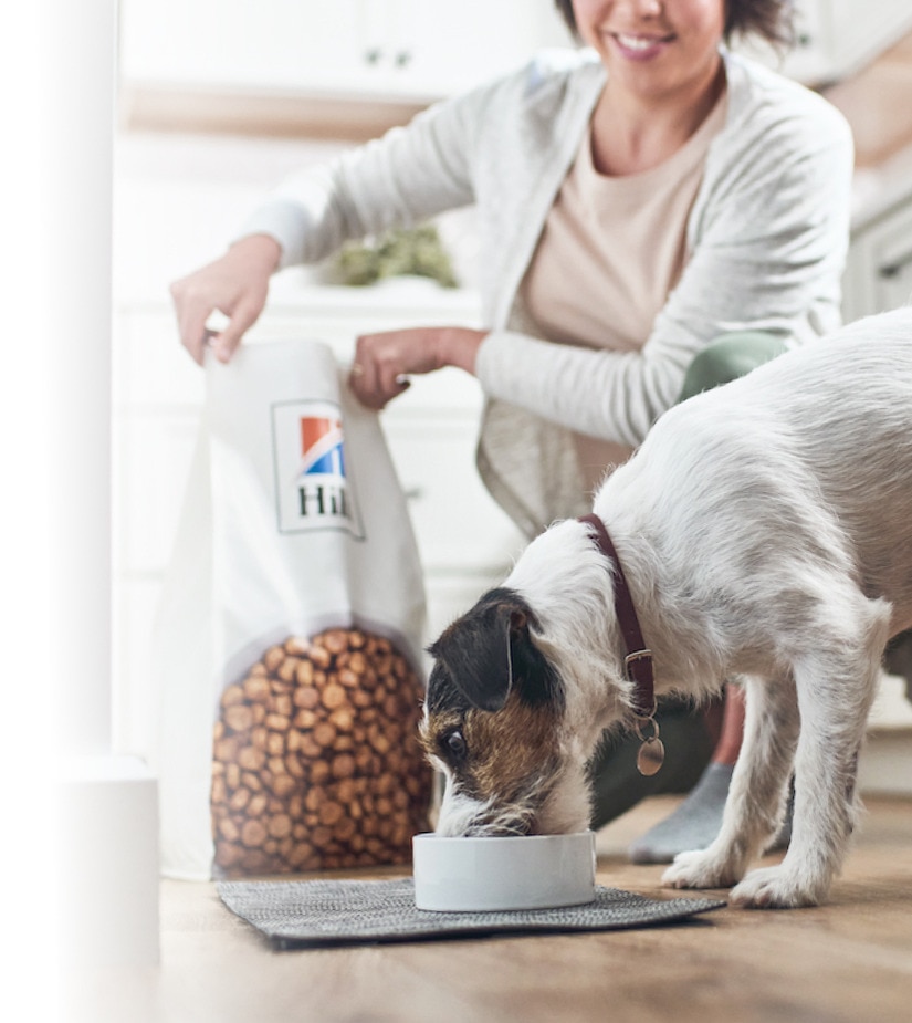 Hunde spiser Hills-mad