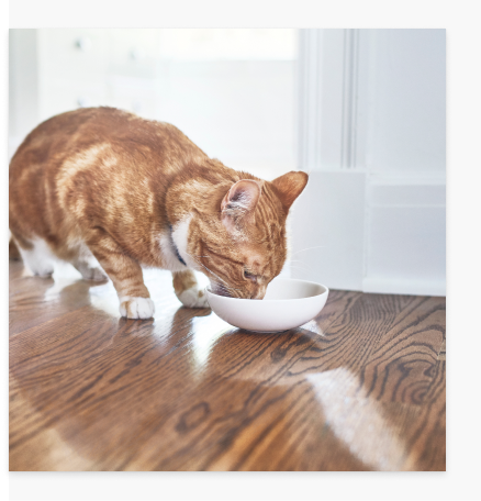 orange kat, der spiser våd mad væk fra pladen