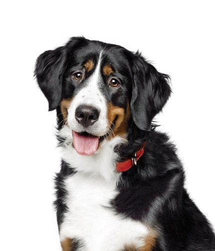 Happy Dog with it's tongue out