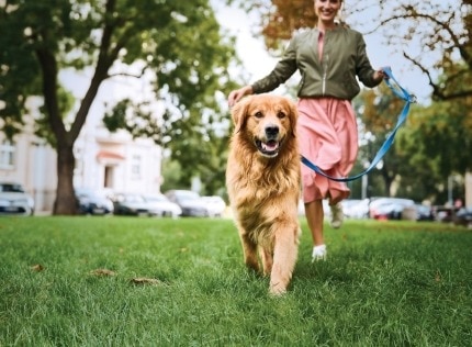 A dog being walked in the park