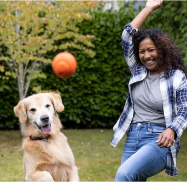 Golden retriever playing fetch with orange ball