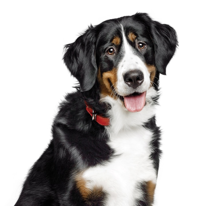 Happy Dog with it's tongue out