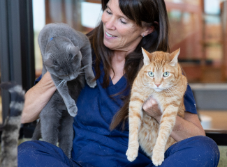 vet playing with cats