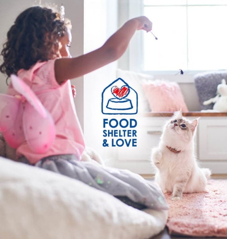 En ung pige, der giver godbidder til sin hvide, pelsede kat