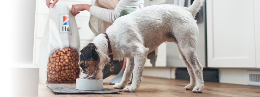 Hund spiser Hill's mad