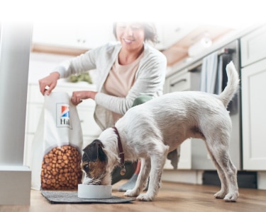 Hund spiser Hill's mad