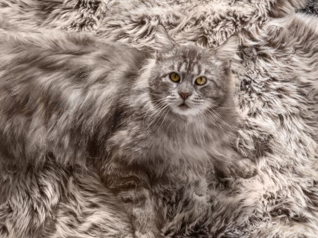 A grey cat sits on a matching grey color carpet